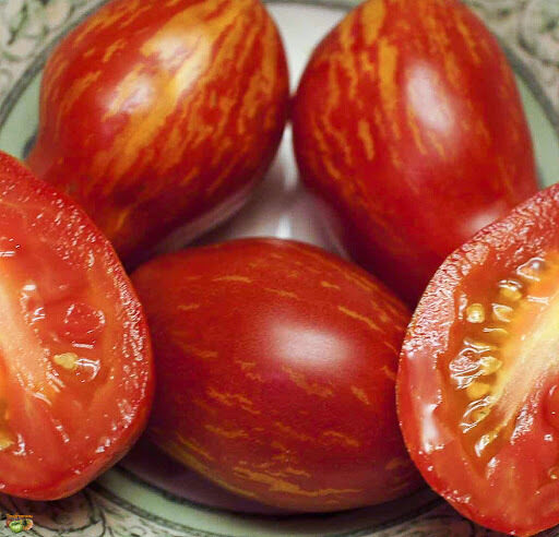 TRENTON’S TIGER, Sarkani ar dzelenām svītrām, kolekcijas tomāti. Tomātu sēklas.